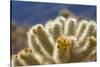 Cholla Blooms, Joshua Tree National Park, California, USA-Richard Duval-Stretched Canvas