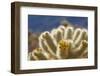 Cholla Blooms, Joshua Tree National Park, California, USA-Richard Duval-Framed Premium Photographic Print