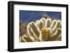 Cholla Blooms, Joshua Tree National Park, California, USA-Richard Duval-Framed Premium Photographic Print