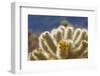 Cholla Blooms, Joshua Tree National Park, California, USA-Richard Duval-Framed Premium Photographic Print