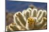 Cholla Blooms, Joshua Tree National Park, California, USA-Richard Duval-Mounted Photographic Print