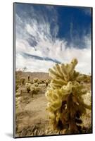 Cholla Blooms, Joshua Tree National Park, California, USA-Richard Duval-Mounted Photographic Print