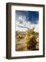 Cholla Blooms, Joshua Tree National Park, California, USA-Richard Duval-Framed Premium Photographic Print