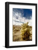 Cholla Blooms, Joshua Tree National Park, California, USA-Richard Duval-Framed Premium Photographic Print