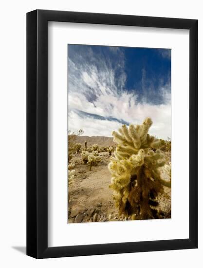 Cholla Blooms, Joshua Tree National Park, California, USA-Richard Duval-Framed Premium Photographic Print