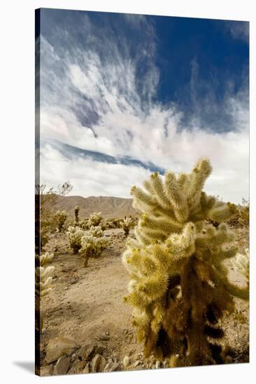 Cholla Blooms, Joshua Tree National Park, California, USA-Richard Duval-Stretched Canvas