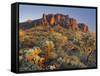 Cholla Cacti, Lost Dutchman, Lost Dutchman State Park, Arizona, Usa-Rainer Mirau-Framed Stretched Canvas