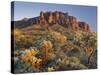 Cholla Cacti, Lost Dutchman, Lost Dutchman State Park, Arizona, Usa-Rainer Mirau-Stretched Canvas