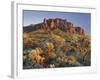 Cholla Cacti, Lost Dutchman, Lost Dutchman State Park, Arizona, Usa-Rainer Mirau-Framed Photographic Print