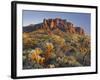 Cholla Cacti, Lost Dutchman, Lost Dutchman State Park, Arizona, Usa-Rainer Mirau-Framed Photographic Print