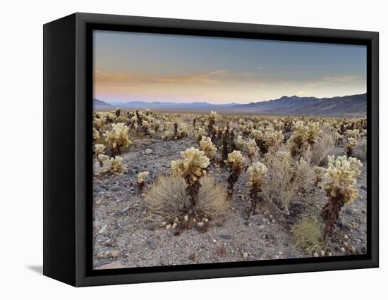 Cholla Cactus Garden, Joshua Tree National Park, California, USA-Sergio Pitamitz-Framed Stretched Canvas