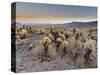 Cholla Cactus Garden, Joshua Tree National Park, California, USA-Sergio Pitamitz-Stretched Canvas