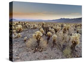 Cholla Cactus Garden, Joshua Tree National Park, California, USA-Sergio Pitamitz-Stretched Canvas