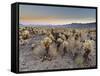 Cholla Cactus Garden, Joshua Tree National Park, California, USA-Sergio Pitamitz-Framed Stretched Canvas