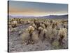 Cholla Cactus Garden, Joshua Tree National Park, California, USA-Sergio Pitamitz-Stretched Canvas