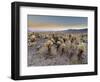 Cholla Cactus Garden, Joshua Tree National Park, California, USA-Sergio Pitamitz-Framed Photographic Print