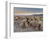 Cholla Cactus Garden, Joshua Tree National Park, California, USA-Sergio Pitamitz-Framed Photographic Print