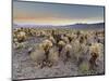 Cholla Cactus Garden, Joshua Tree National Park, California, USA-Sergio Pitamitz-Mounted Photographic Print