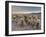 Cholla Cactus Garden, Joshua Tree National Park, California, USA-Sergio Pitamitz-Framed Photographic Print