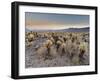 Cholla Cactus Garden, Joshua Tree National Park, California, USA-Sergio Pitamitz-Framed Photographic Print