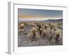 Cholla Cactus Garden, Joshua Tree National Park, California, USA-Sergio Pitamitz-Framed Photographic Print