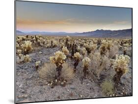 Cholla Cactus Garden, Joshua Tree National Park, California, USA-Sergio Pitamitz-Mounted Photographic Print