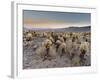 Cholla Cactus Garden, Joshua Tree National Park, California, USA-Sergio Pitamitz-Framed Photographic Print