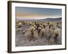 Cholla Cactus Garden, Joshua Tree National Park, California, USA-Sergio Pitamitz-Framed Photographic Print