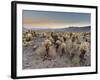 Cholla Cactus Garden, Joshua Tree National Park, California, USA-Sergio Pitamitz-Framed Photographic Print