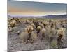 Cholla Cactus Garden, Joshua Tree National Park, California, USA-Sergio Pitamitz-Mounted Photographic Print