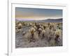 Cholla Cactus Garden, Joshua Tree National Park, California, USA-Sergio Pitamitz-Framed Photographic Print