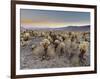 Cholla Cactus Garden, Joshua Tree National Park, California, USA-Sergio Pitamitz-Framed Photographic Print