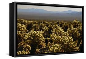 Cholla Cactus Garden, Joshua Tree National Park, California, USA-Michel Hersen-Framed Stretched Canvas