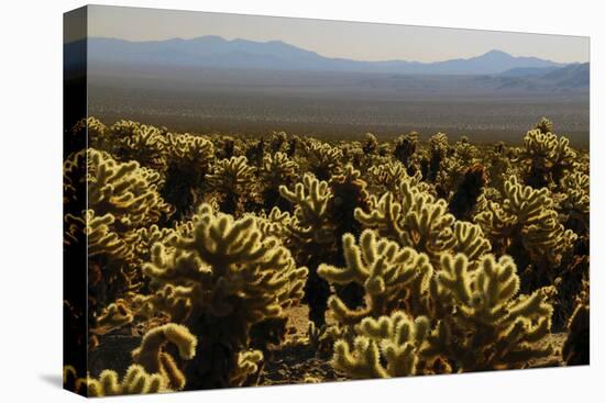 Cholla Cactus Garden, Joshua Tree National Park, California, USA-Michel Hersen-Stretched Canvas