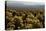 Cholla Cactus Garden, Joshua Tree National Park, California, USA-Michel Hersen-Stretched Canvas