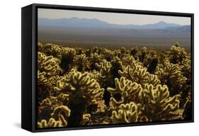 Cholla Cactus Garden, Joshua Tree National Park, California, USA-Michel Hersen-Framed Stretched Canvas