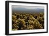 Cholla Cactus Garden, Joshua Tree National Park, California, USA-Michel Hersen-Framed Photographic Print