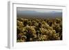 Cholla Cactus Garden, Joshua Tree National Park, California, USA-Michel Hersen-Framed Photographic Print