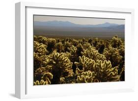 Cholla Cactus Garden, Joshua Tree National Park, California, USA-Michel Hersen-Framed Photographic Print