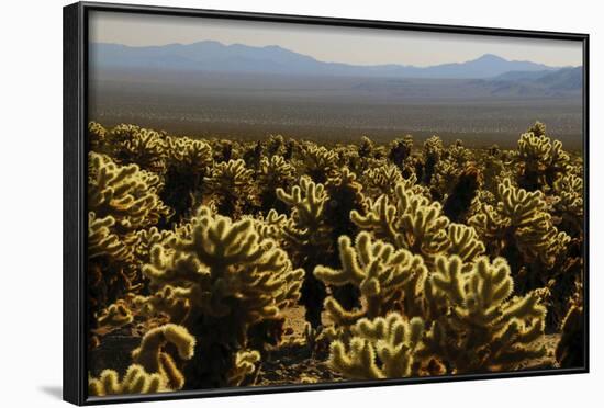 Cholla Cactus Garden, Joshua Tree National Park, California, USA-Michel Hersen-Framed Photographic Print