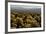 Cholla Cactus Garden, Joshua Tree National Park, California, USA-Michel Hersen-Framed Photographic Print