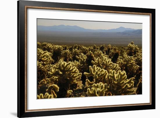 Cholla Cactus Garden, Joshua Tree National Park, California, USA-Michel Hersen-Framed Photographic Print