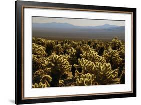 Cholla Cactus Garden, Joshua Tree National Park, California, USA-Michel Hersen-Framed Photographic Print