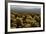 Cholla Cactus Garden, Joshua Tree National Park, California, USA-Michel Hersen-Framed Photographic Print