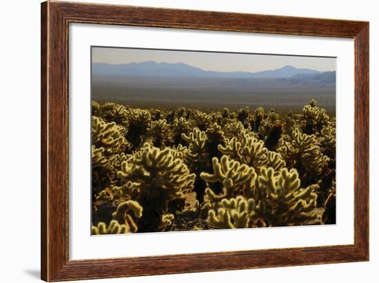 Cholla Cactus Garden, Joshua Tree National Park, California, USA-Michel Hersen-Framed Photographic Print