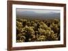 Cholla Cactus Garden, Joshua Tree National Park, California, USA-Michel Hersen-Framed Photographic Print