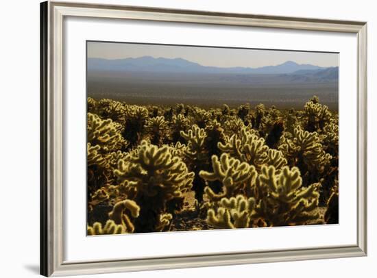 Cholla Cactus Garden, Joshua Tree National Park, California, USA-Michel Hersen-Framed Photographic Print