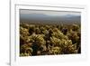 Cholla Cactus Garden, Joshua Tree National Park, California, USA-Michel Hersen-Framed Photographic Print