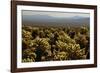 Cholla Cactus Garden, Joshua Tree National Park, California, USA-Michel Hersen-Framed Photographic Print