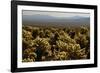 Cholla Cactus Garden, Joshua Tree National Park, California, USA-Michel Hersen-Framed Photographic Print